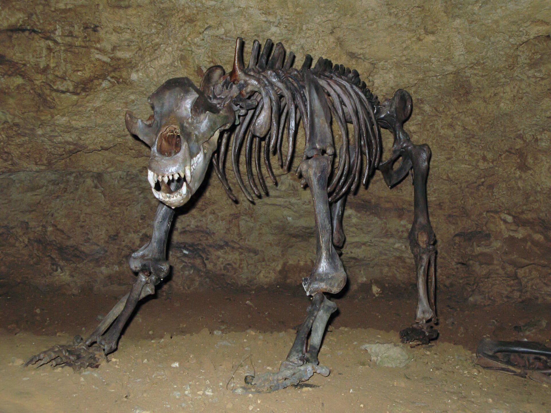 A cave bear skeleton