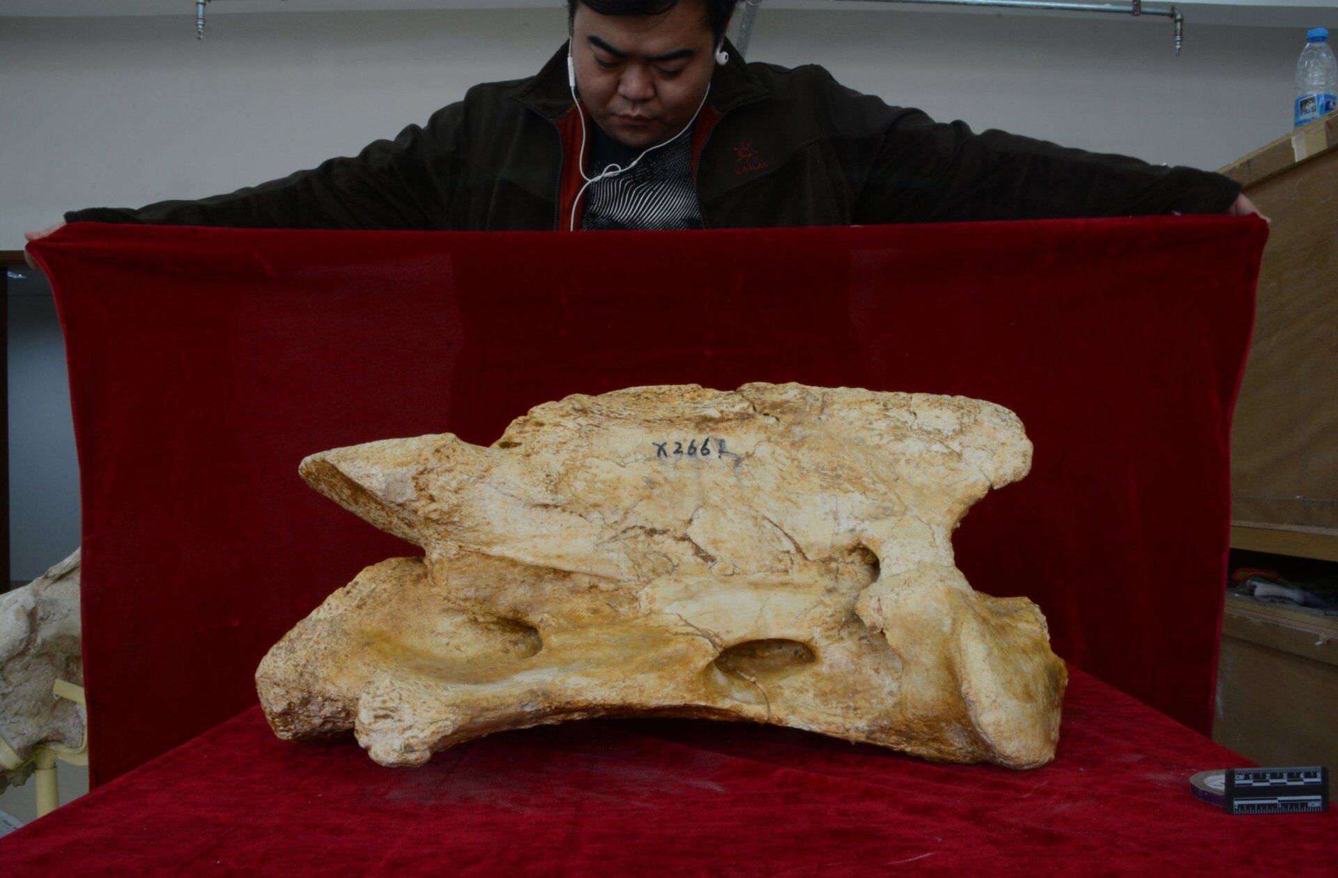 The enormous axis (the first cervical vertebra of the spine) of the giant rhino Paraceratherium linxiaense.