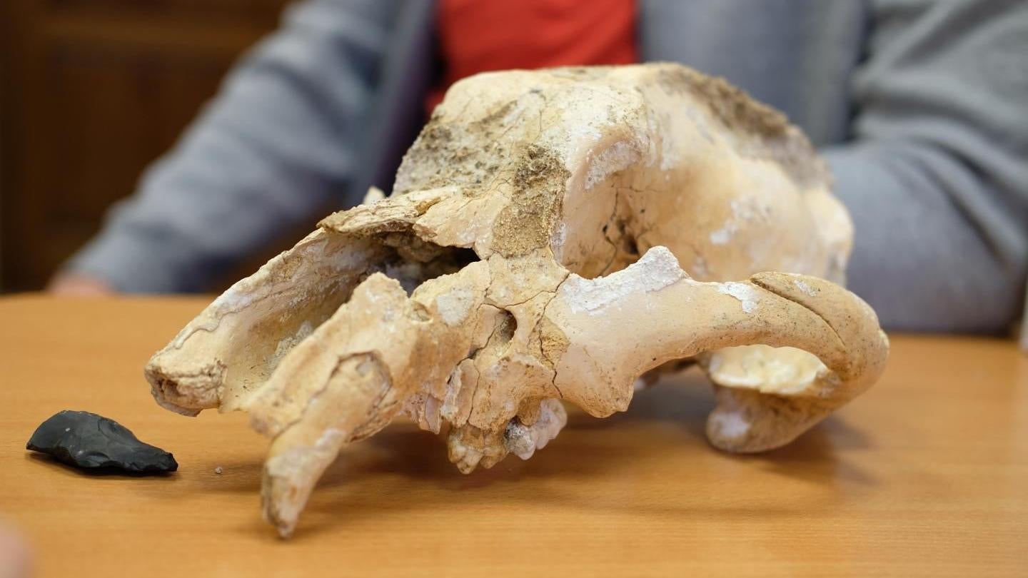The recently discovered cave bear skull.
