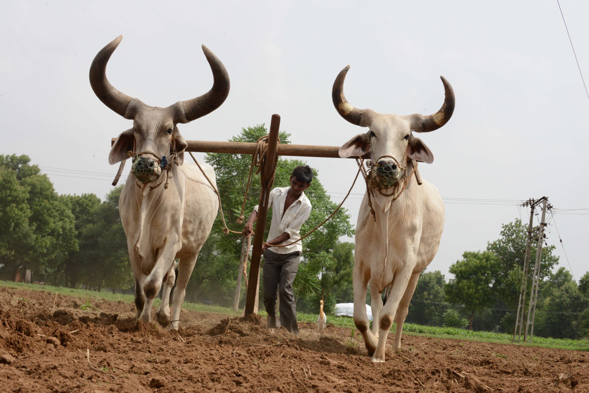 Two zebus, a modern aurochs relative, plowing a field in Gujarat, India, in 2014.