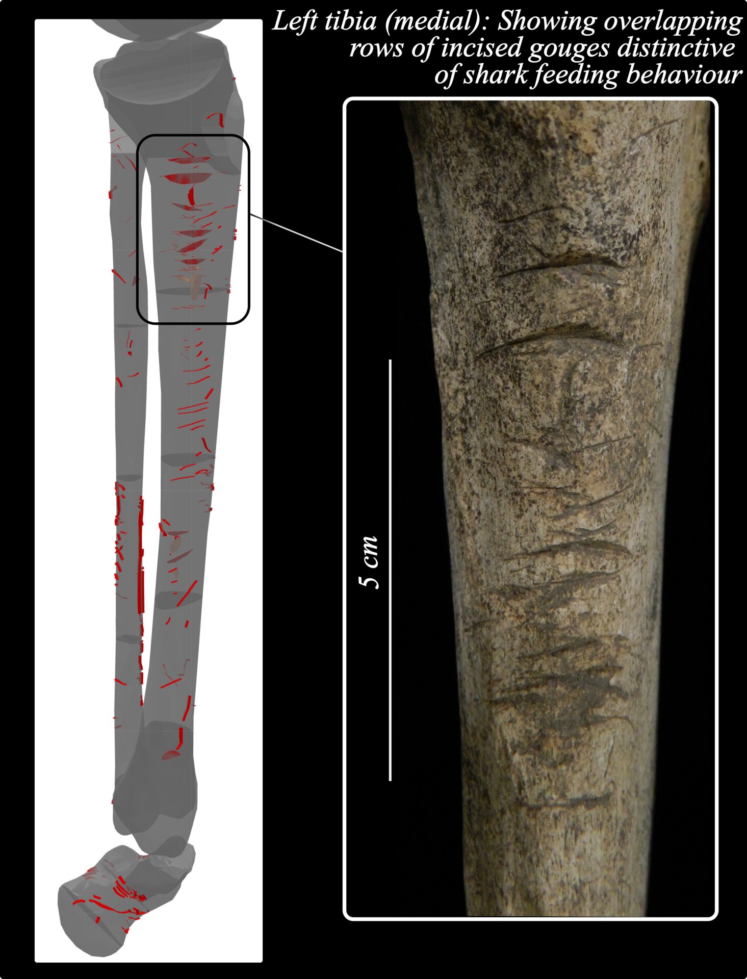 Image: J. Alyssa White/Laboratory of Physical Anthropology, Kyoto University