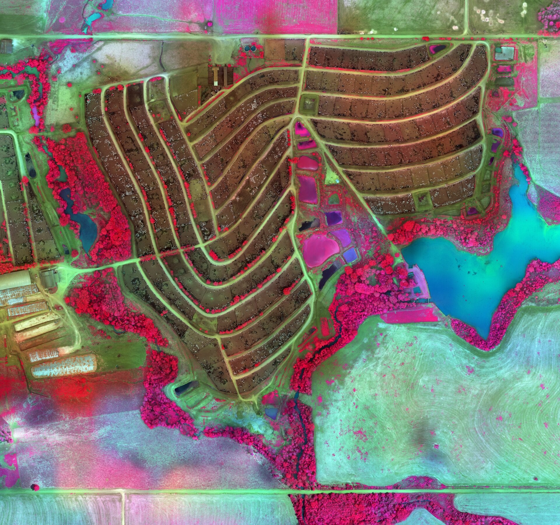 Intensive Cattle Feedlot, Rondônia by Richard Mosse. 2020.