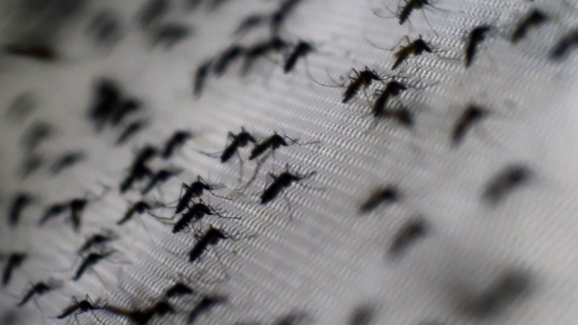 A photo of Aedes aegypti mosquitoes infected with the Wolbachia bacterium, taken at the Oswaldo Cruz foundation in Rio de Janeiro, Brazil, on October 2, 2014.