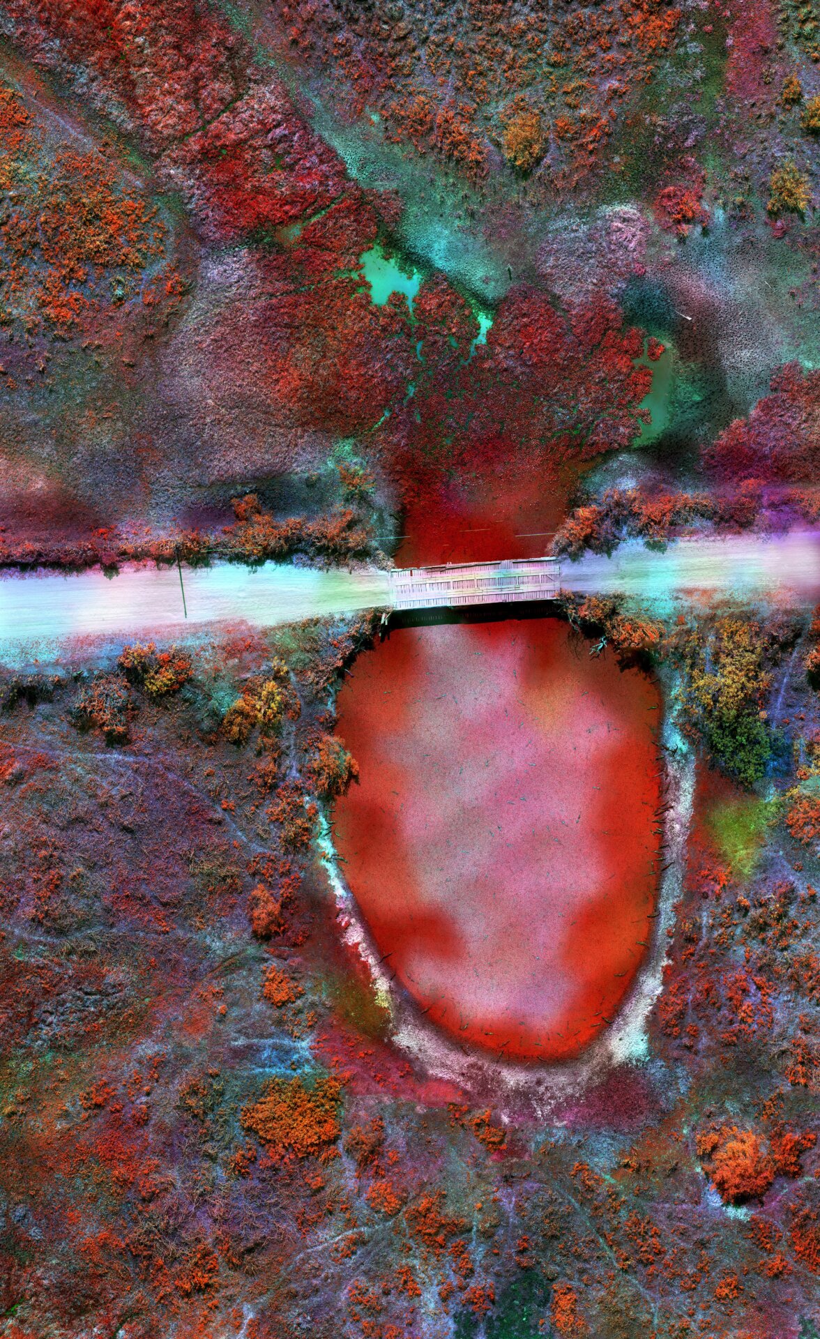 Caiman Pond, Pantanal by Richard Mosse. 2020.