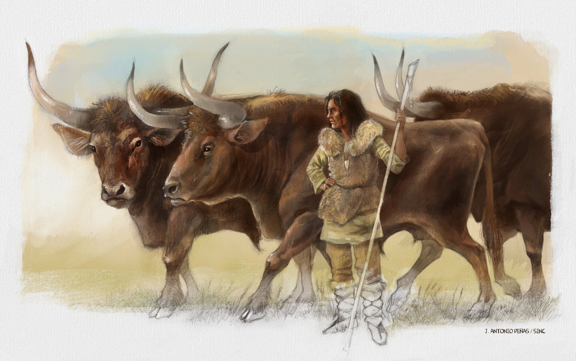 An artist’s imagining of the Elba women with the three aurochs, whose bones were all found together in a Spanish cave.