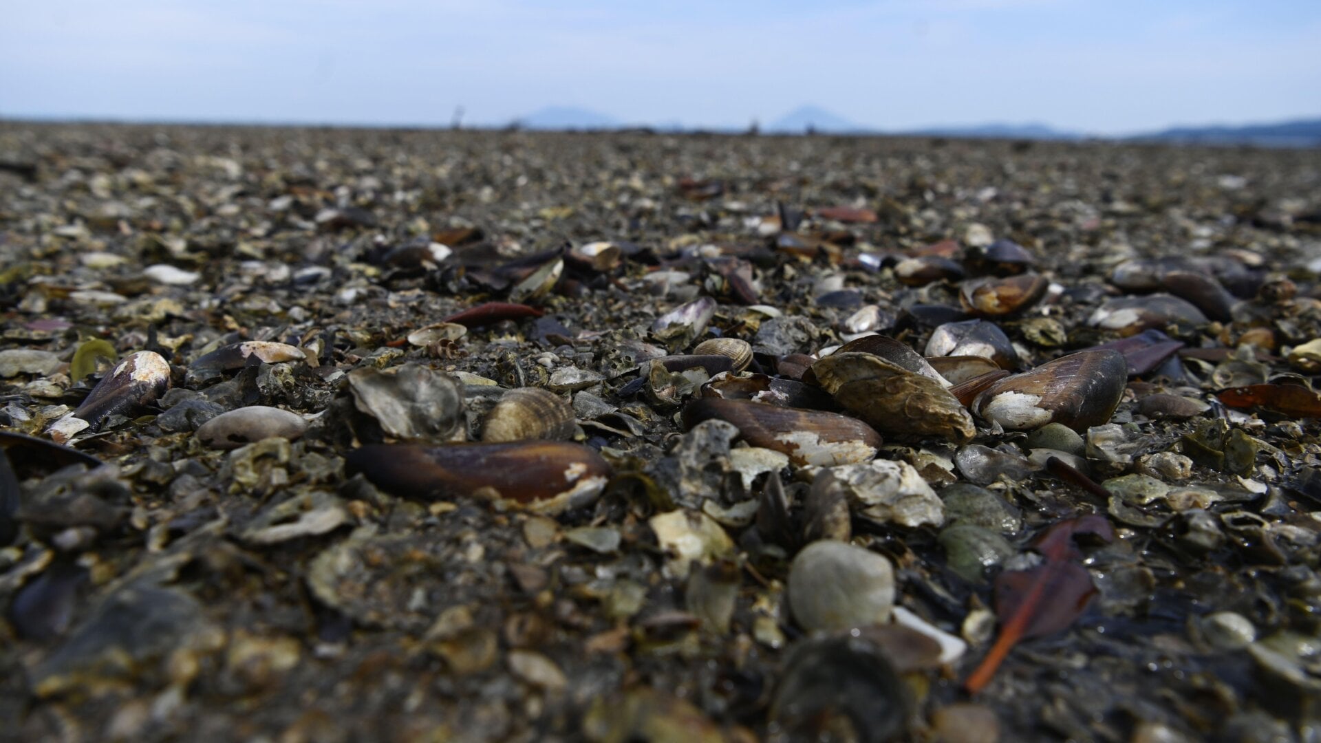 A view of dead mollusks in Conchagua, El Salvador, on November 19, 2019. A similar scene played out in British Columbia this past week.