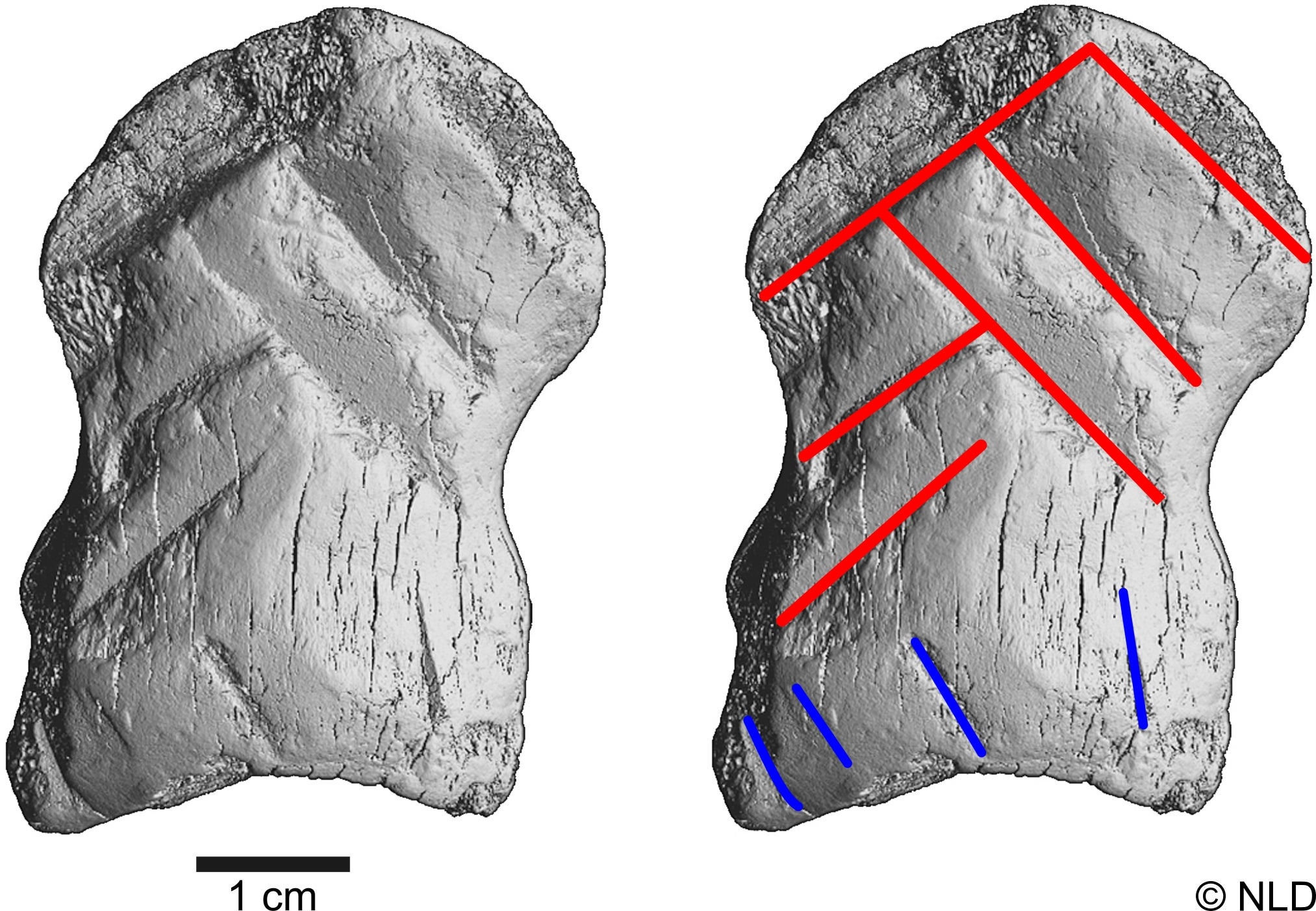 Grayscale images made from micro-CT scans of the relic. A total of 10 etchings were found on the bone, six of which (shown in red) were used to create the chevron pattern.