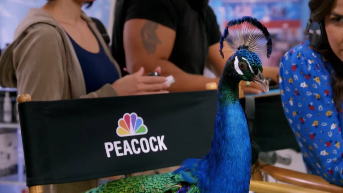 A peacock featured in NBC’s Peacock ads.
