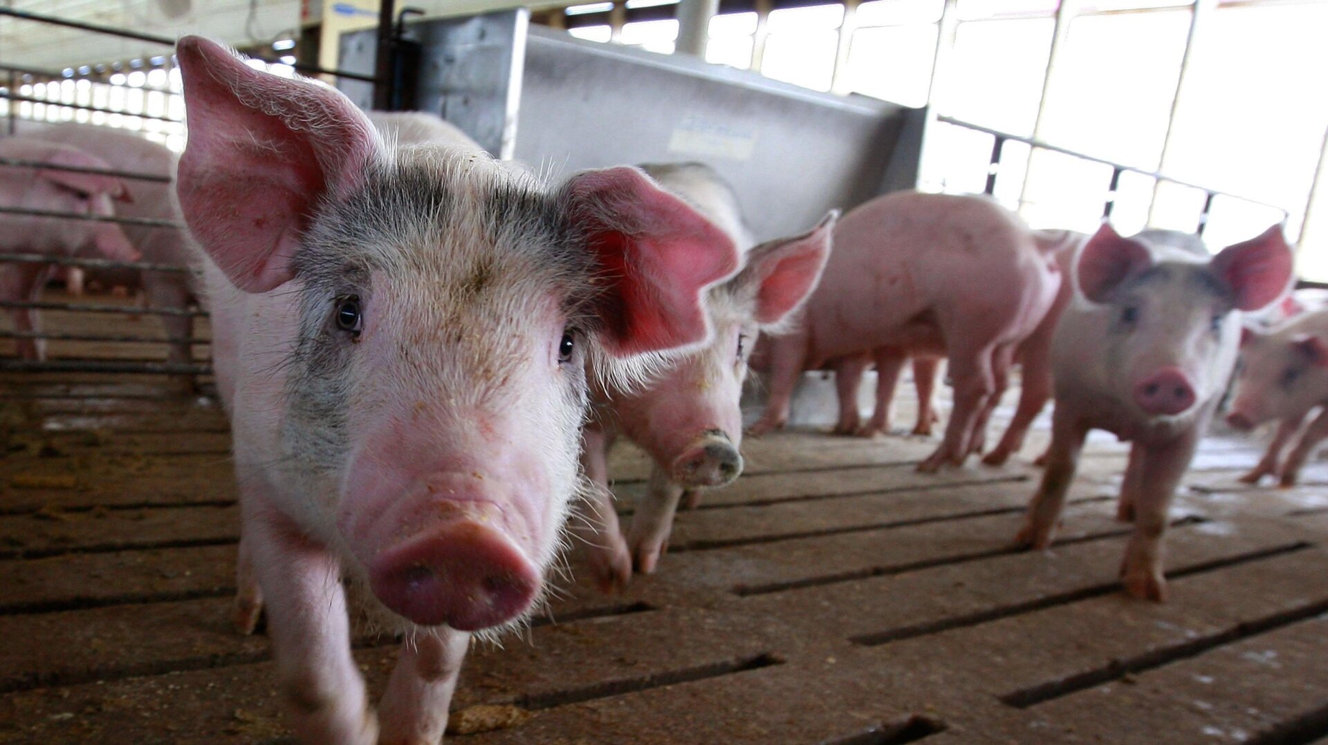 Hogs being raised on a farm in Elma, Iowa.