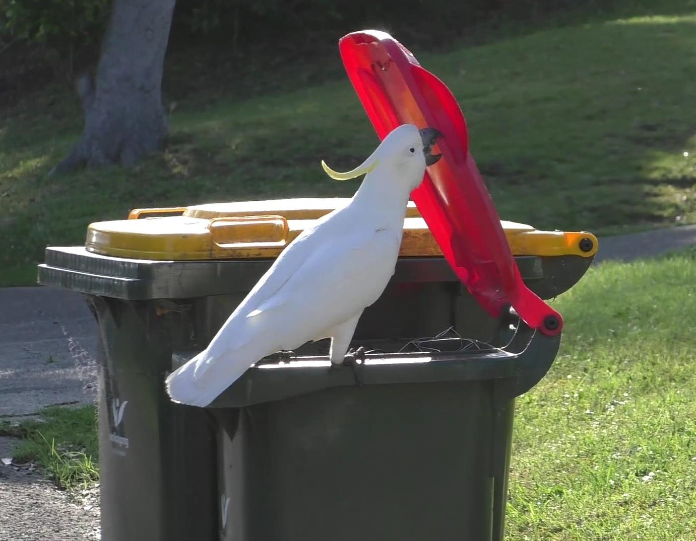 One of the trash-loving parrots at work in Sydney, Australia.