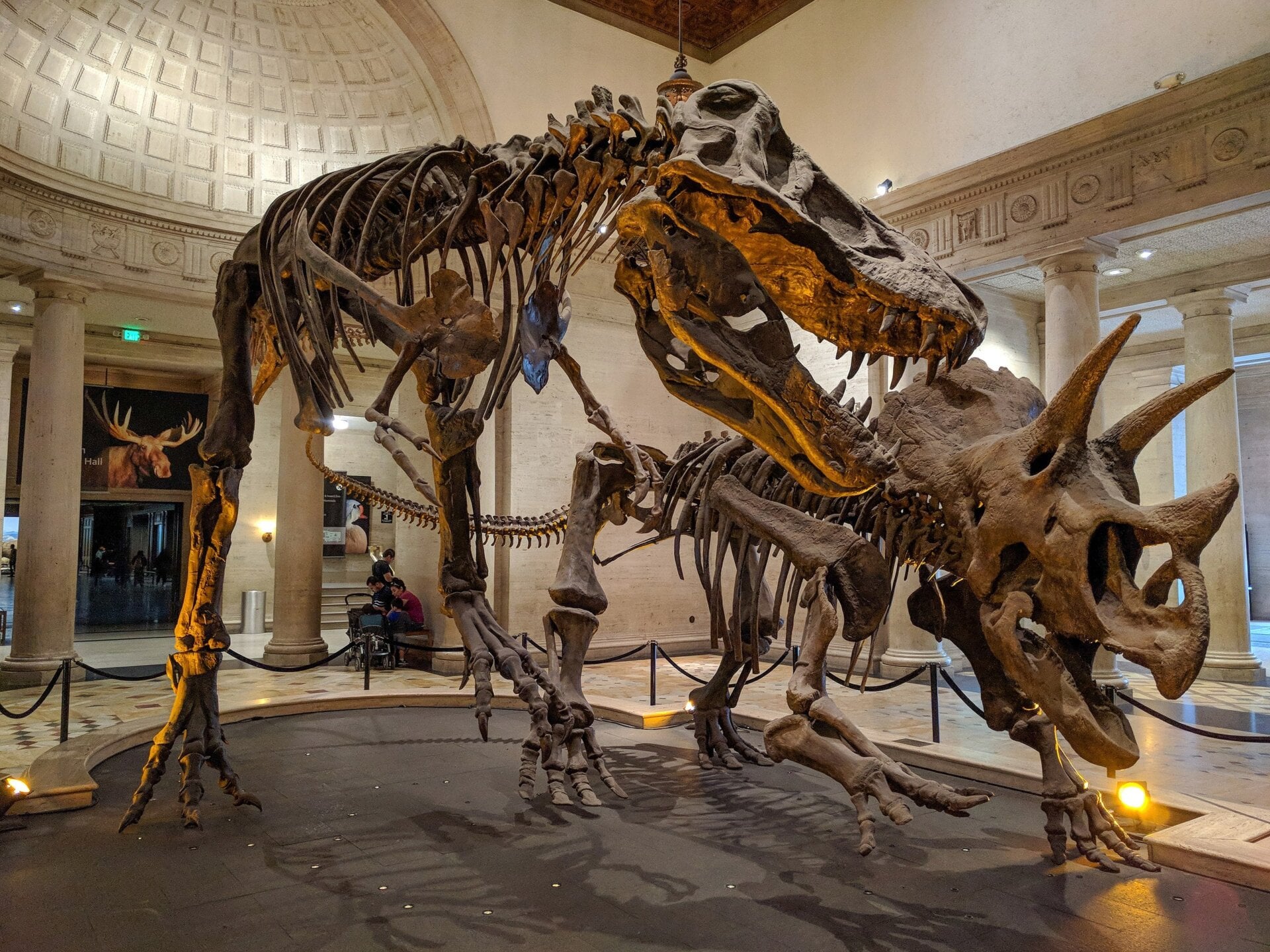 All birds are dinosaurs, but not all dinosaurs are birds. Here, a Tyrannosaurus skeleton is mounted next to a Triceratops skeleton at the Los Angeles Natural History Museum.