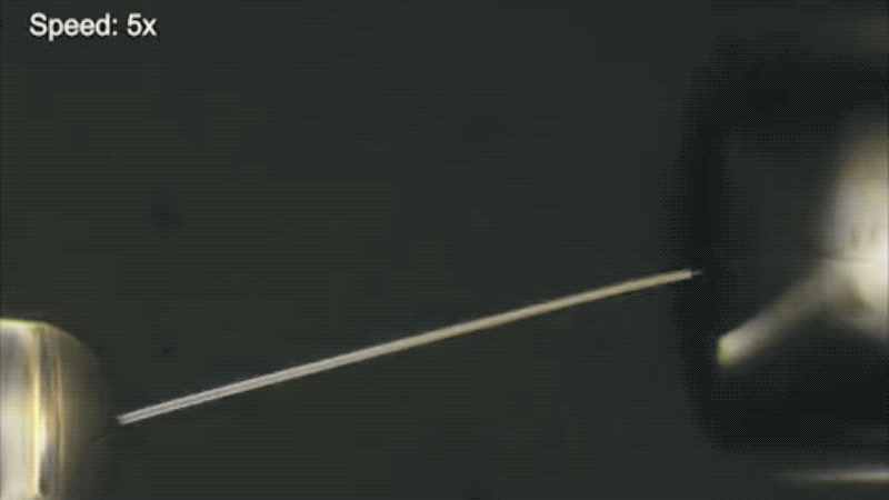 Gif: Peizhen Xu, Bowen Cui, Xin Guo and Limin Tong, Zhejiang University/Gizmodo