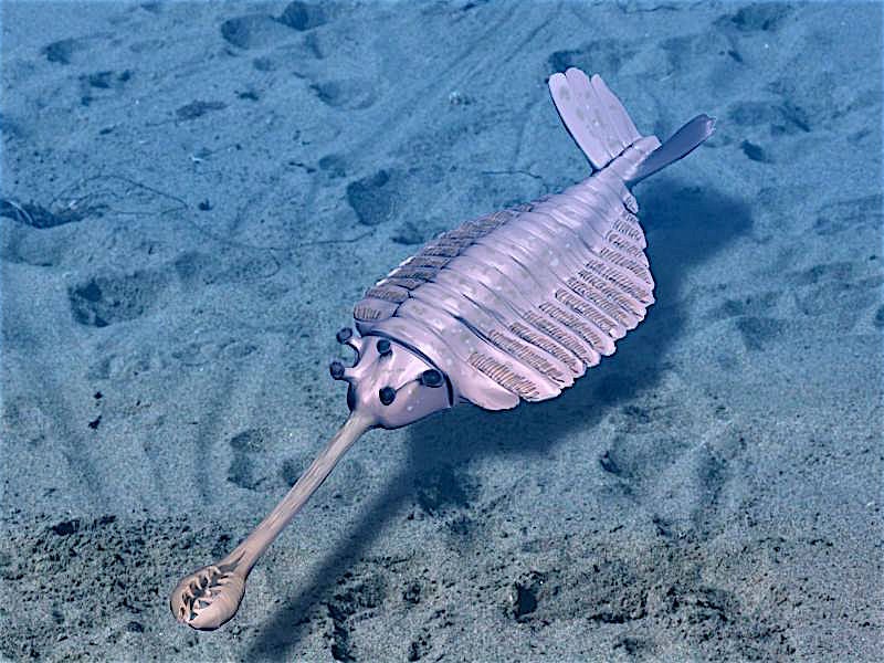 The perplexing Cambrian animal Opabinia.