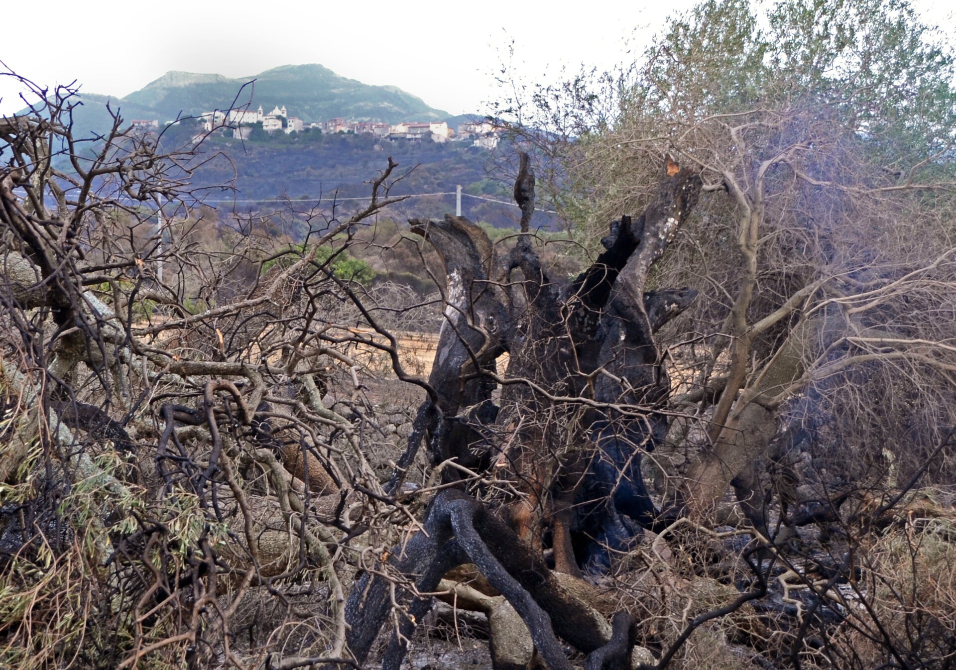 The remains of a 1,100-year-old olive tree near Cuglieri.