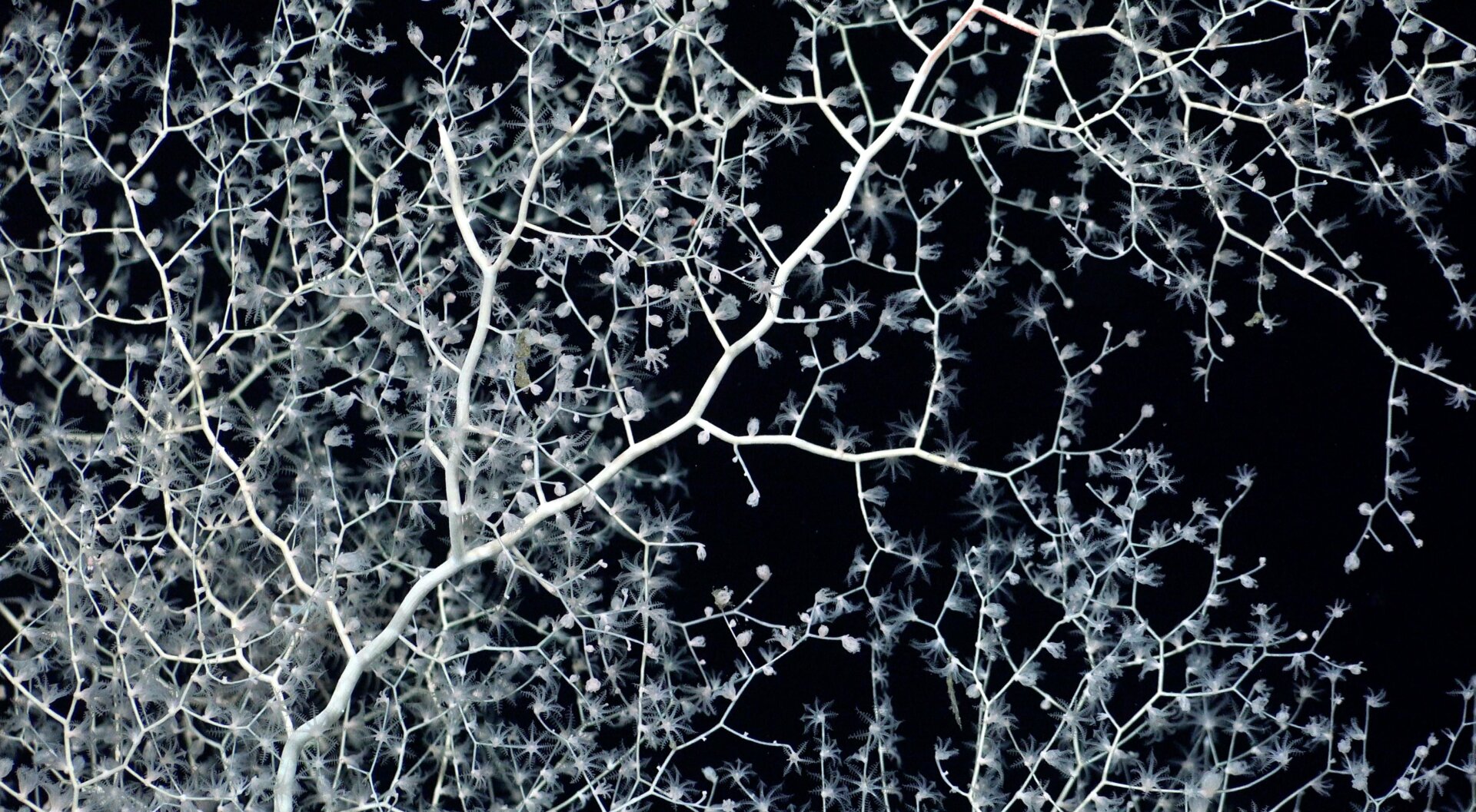 Photo: Schmidt Ocean Institute