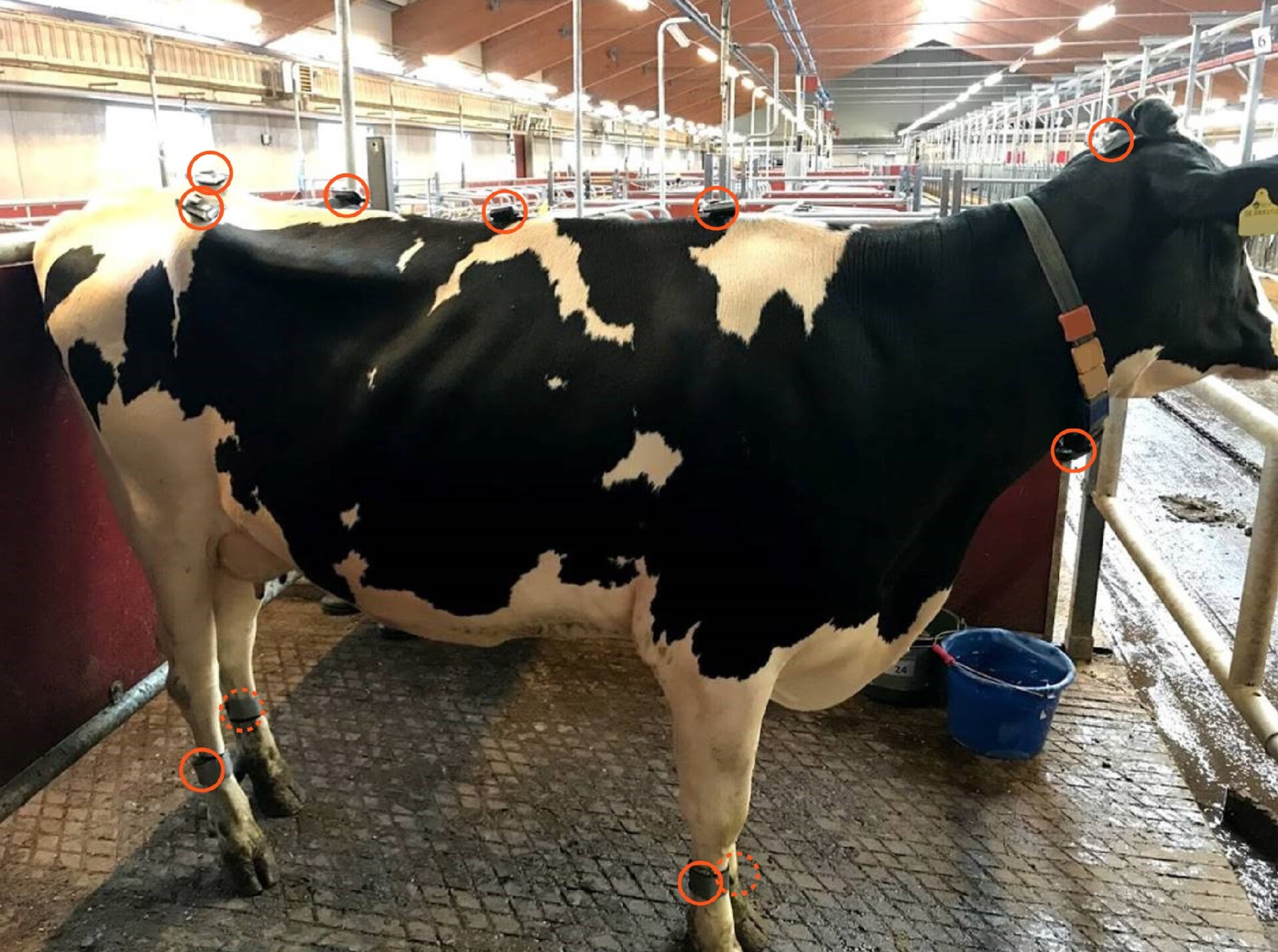 The circles indicate where researchers put motion sensors along the cows.