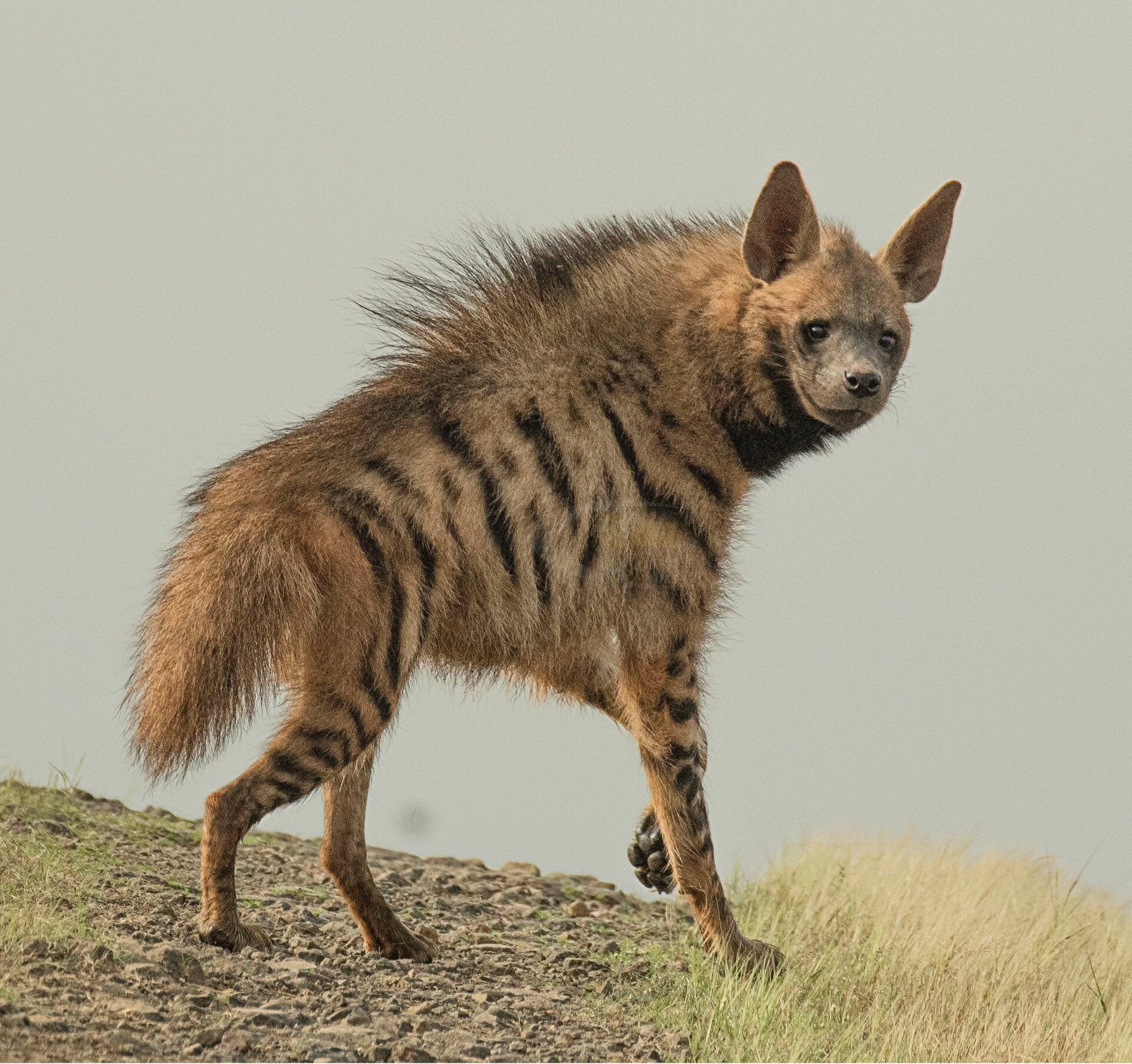 A striped hyena.