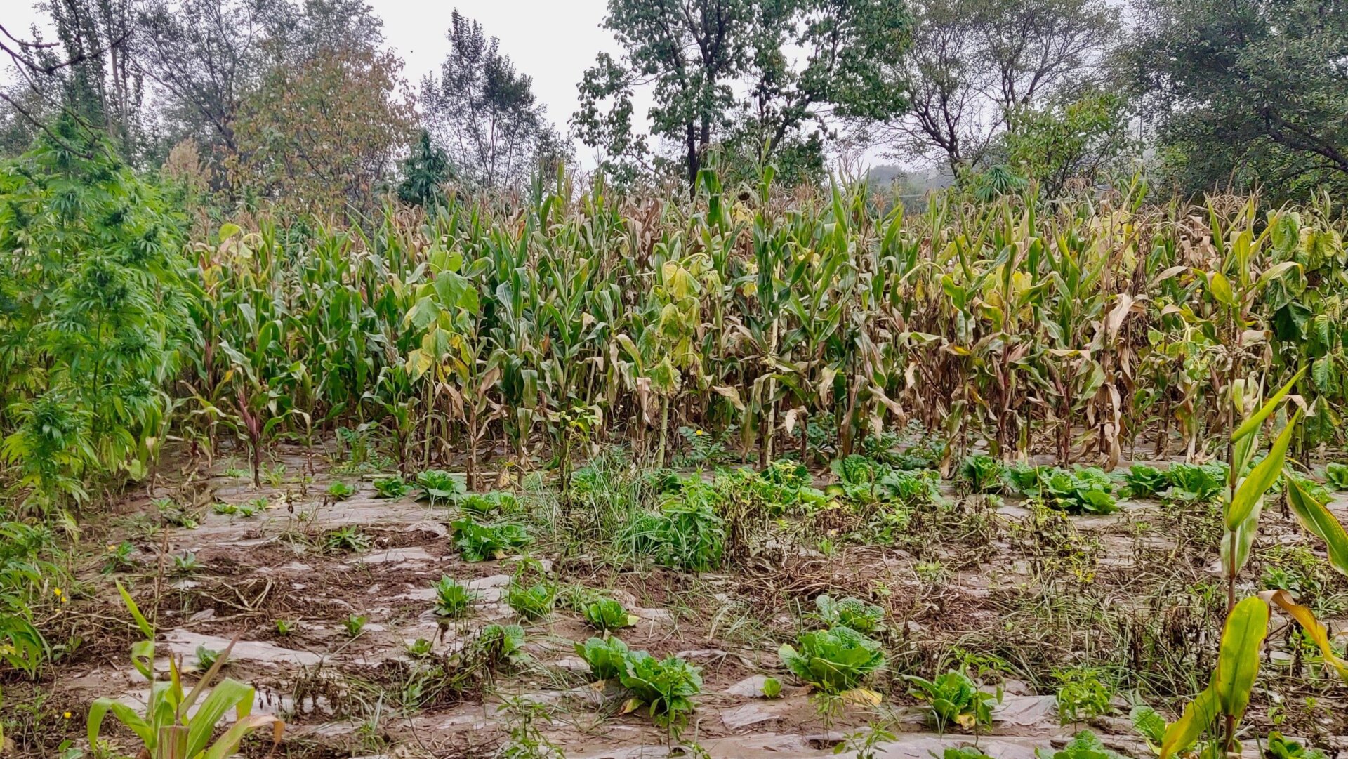Cultivated cannabis plants in northeast China.