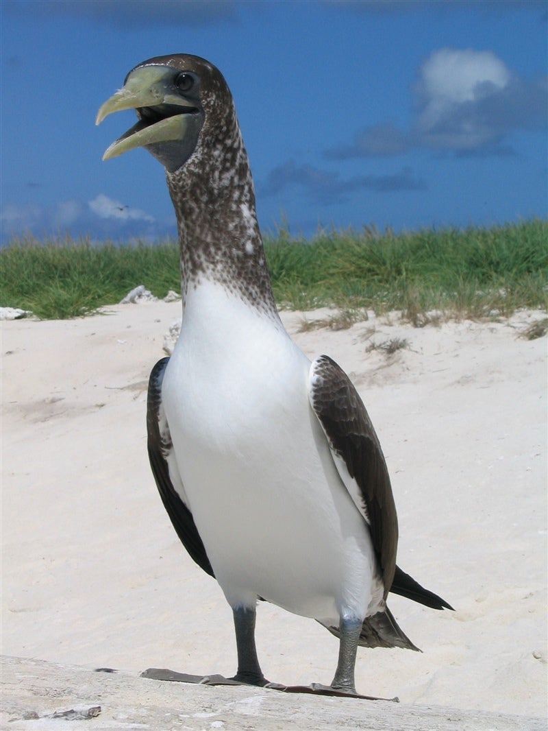 Look at this dinosaur. Specifically, a brown booby. 