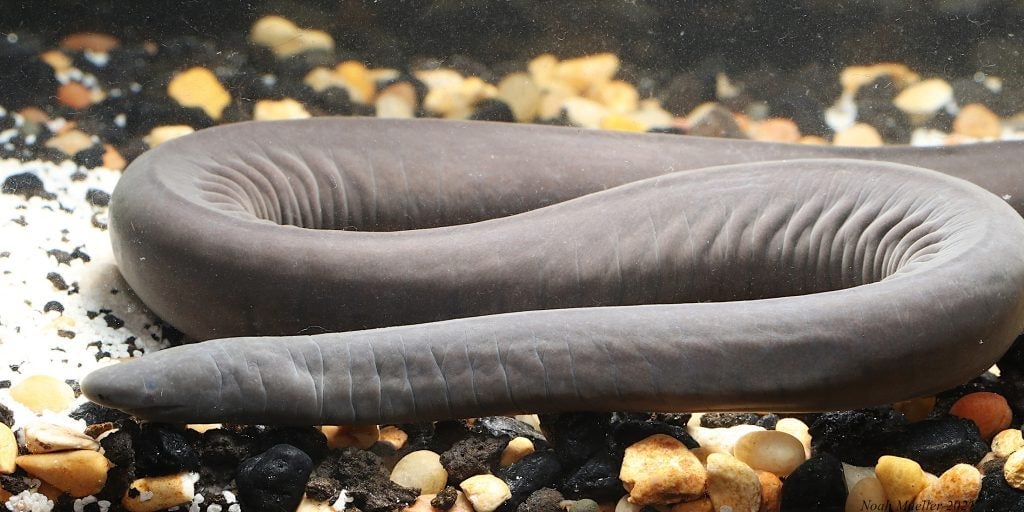 The caecilian pulled from the Miami canal. 