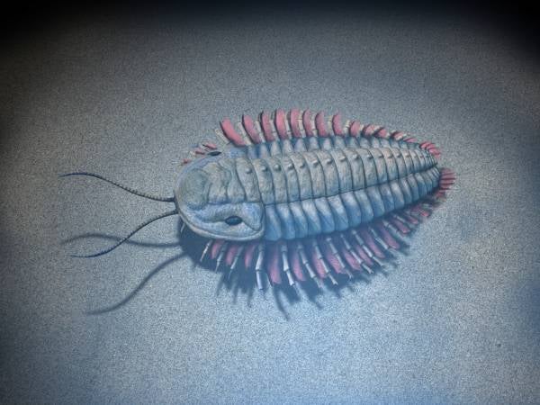 An illustration of a trilobite species.