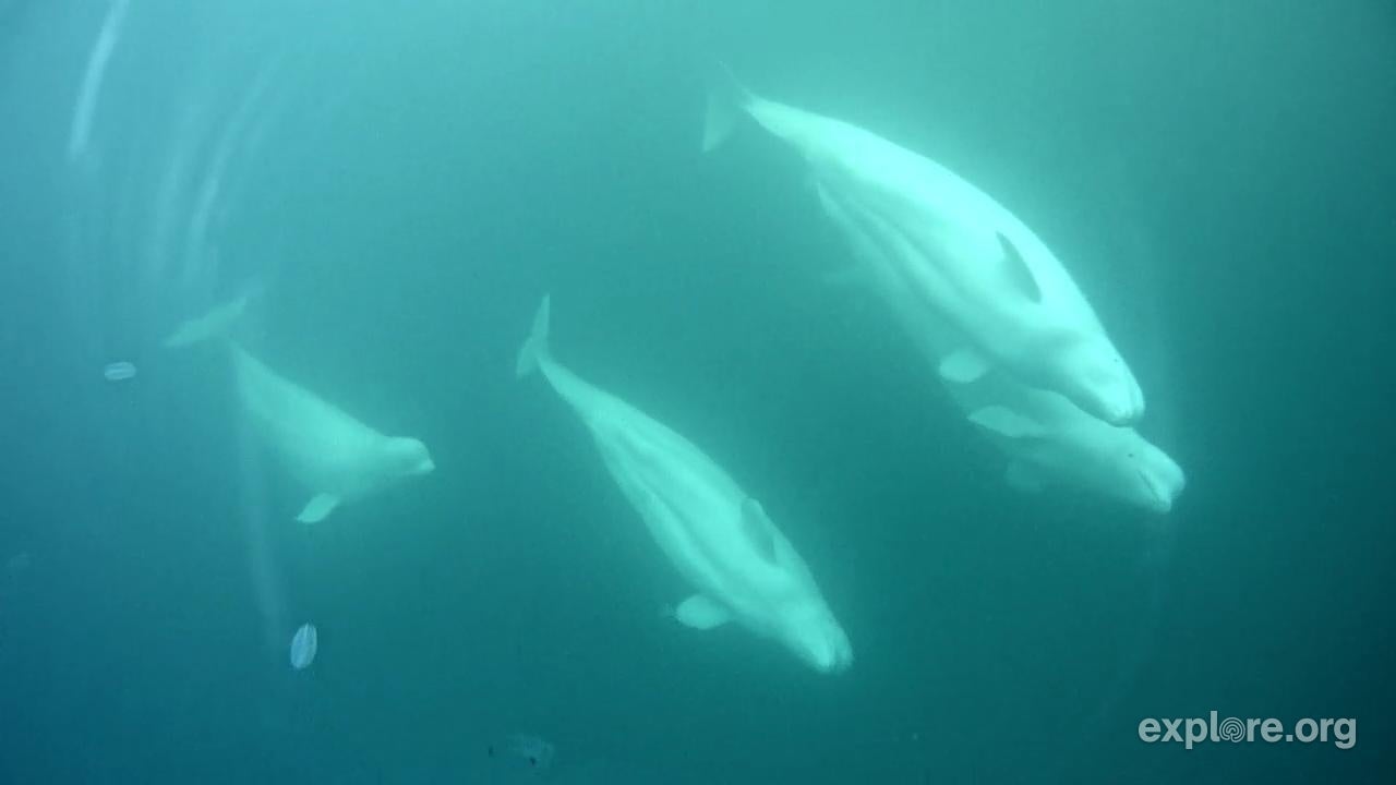 Photo: Barbara Nielsen/Polar Bears International