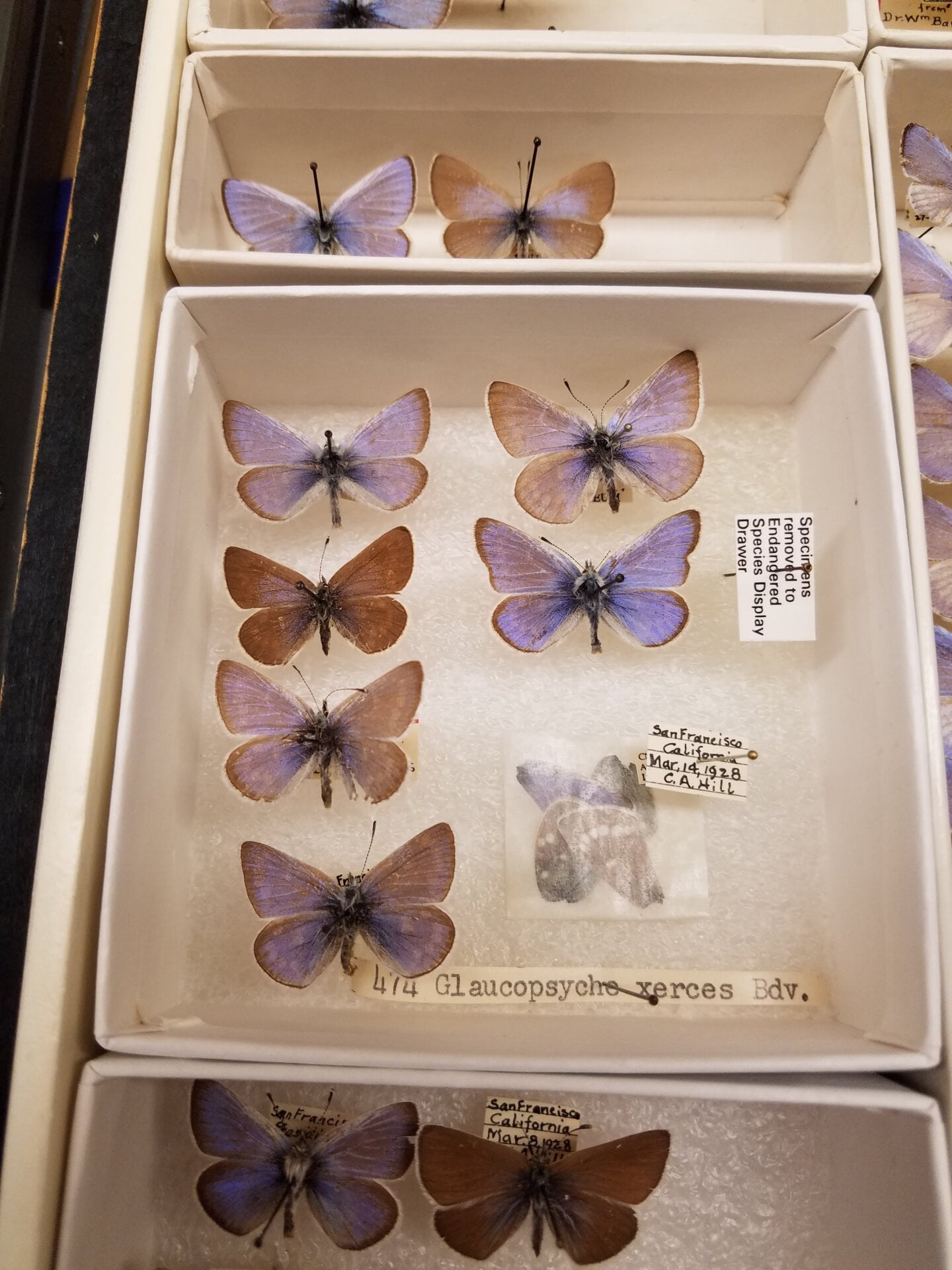 A collection of the extinct Xerces blue butterfly kept preserved at the Field Museum in Chicago.
