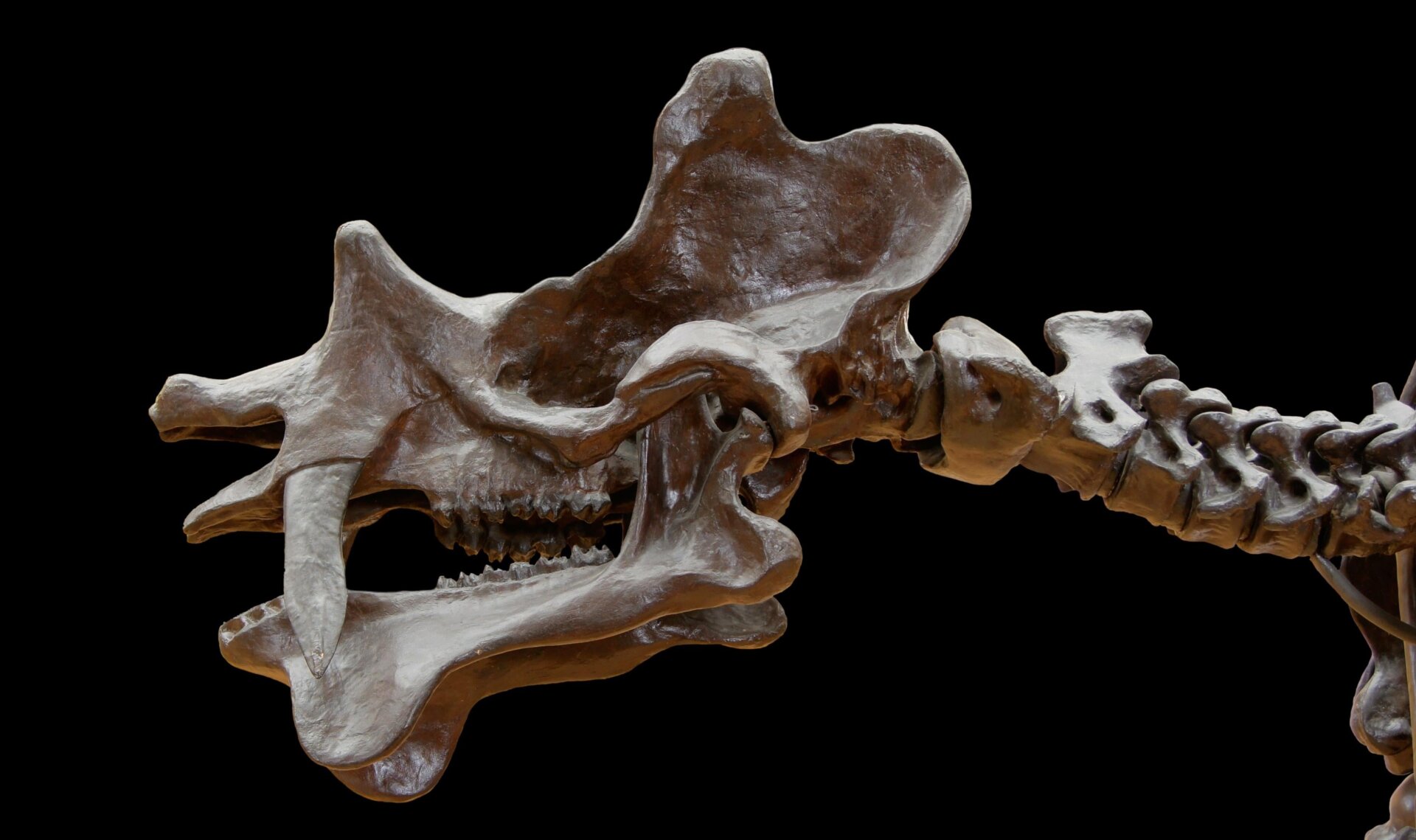 A cast of Uintatherium anceps, a rhino-like mammal, at Paris’s National Museum of Natural History.