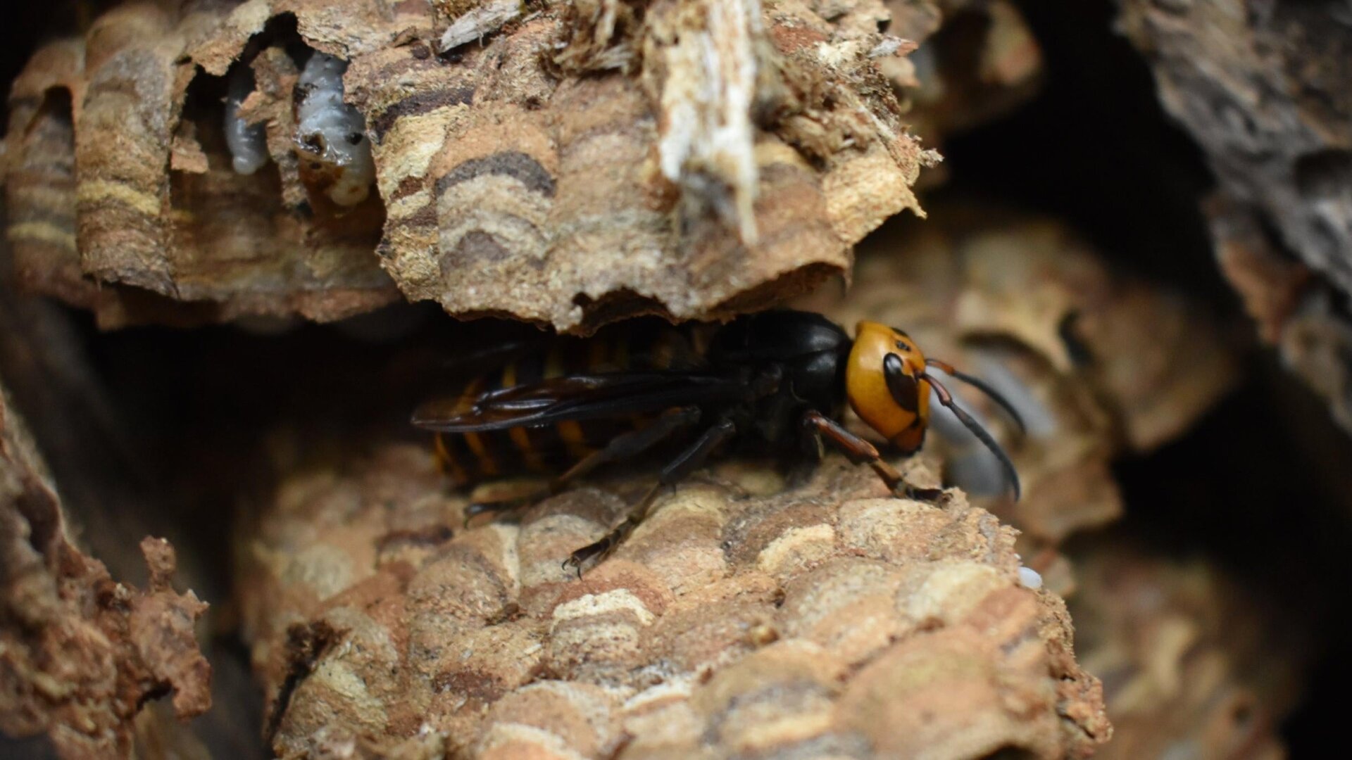 An Asian giant hornet (murder hornet) spotted at a nest in Washington state that was eradicated this week.
