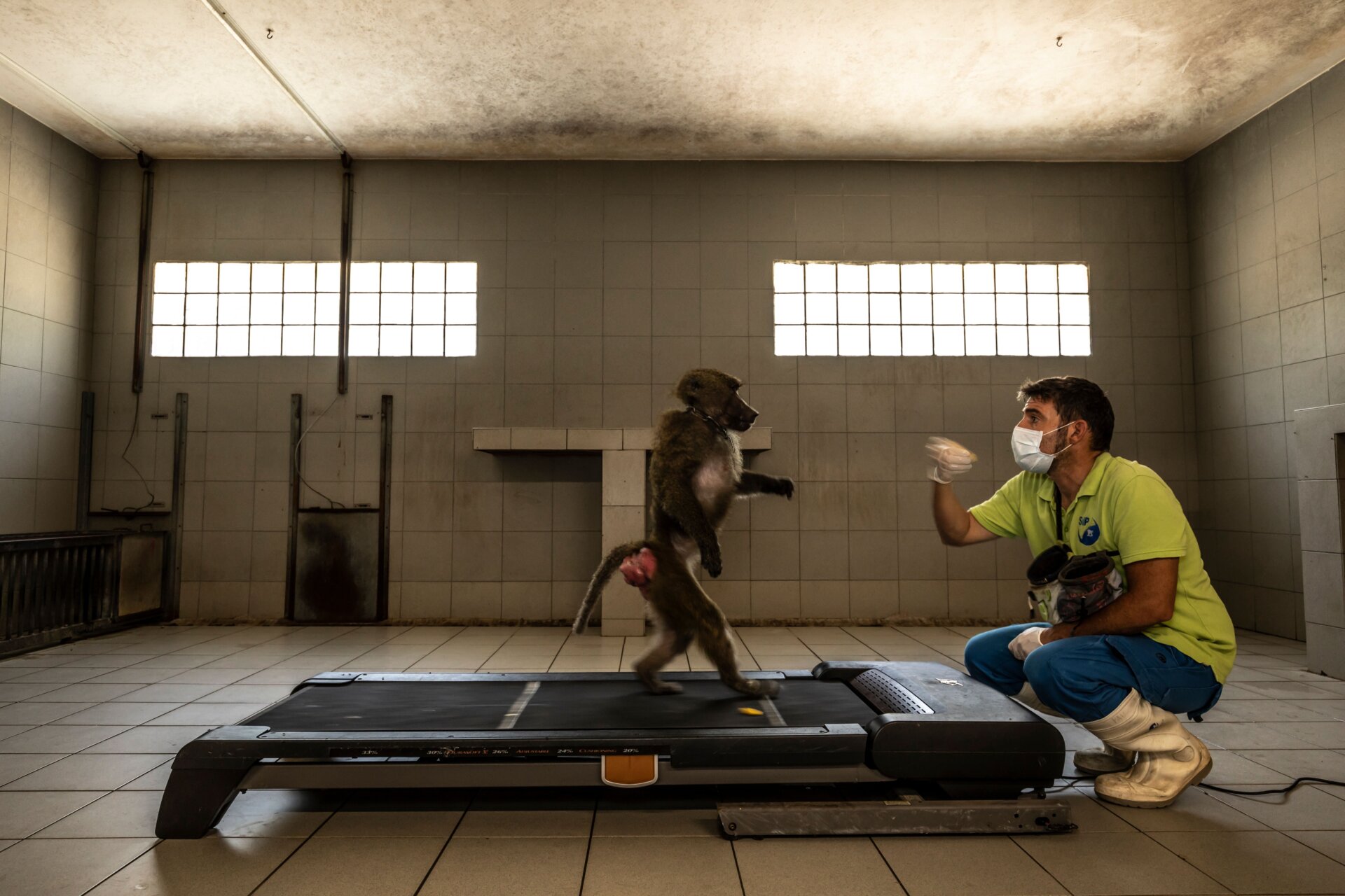 A researcher studies a baboon on a treadmill to better understand the evolution of human locomotion.