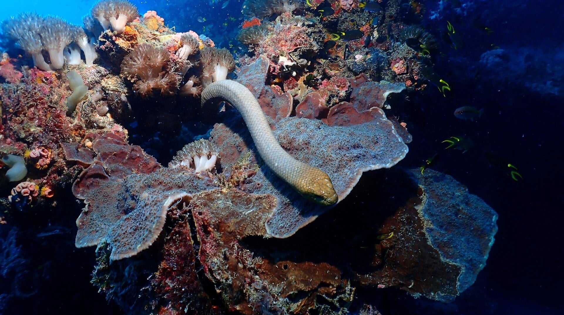 Olive sea snakes are among the largest marine snake species and prefer coral-reef areas.