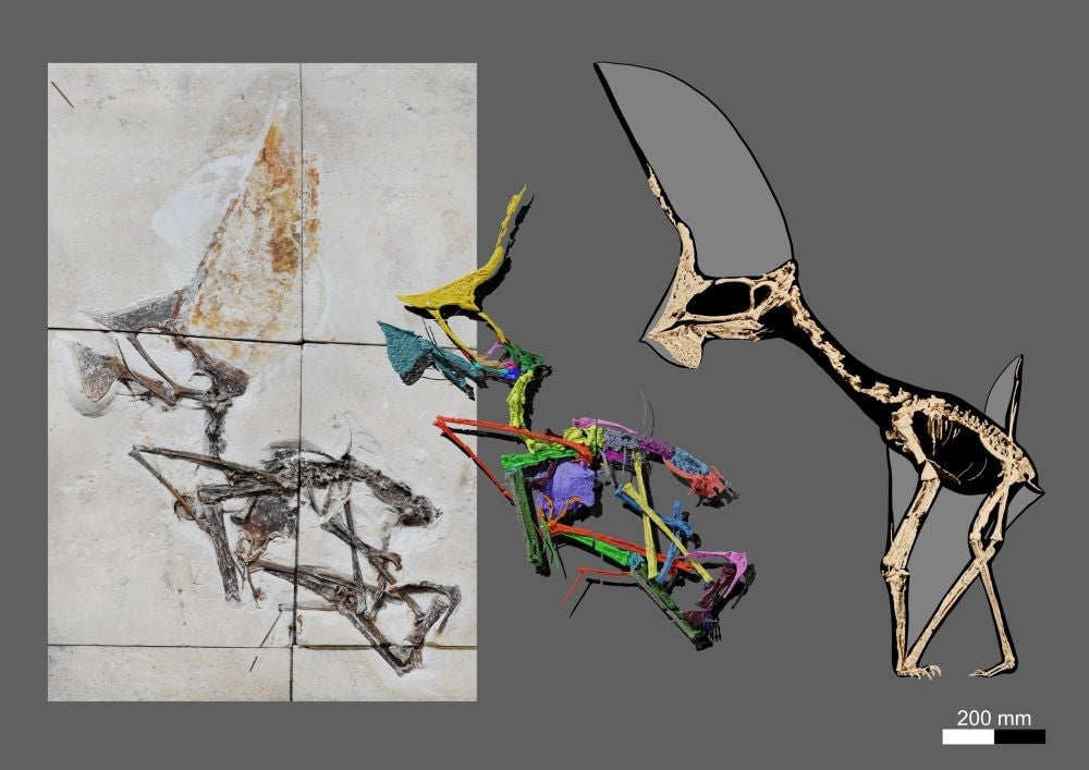 A photo of the cut specimen and the 3D model and diagram the team could extract from it.