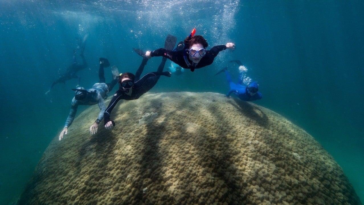 Scientists swimming over the top of the coral.
