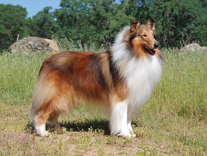 Jiff the collie, who has a shaded yellow phenotype.