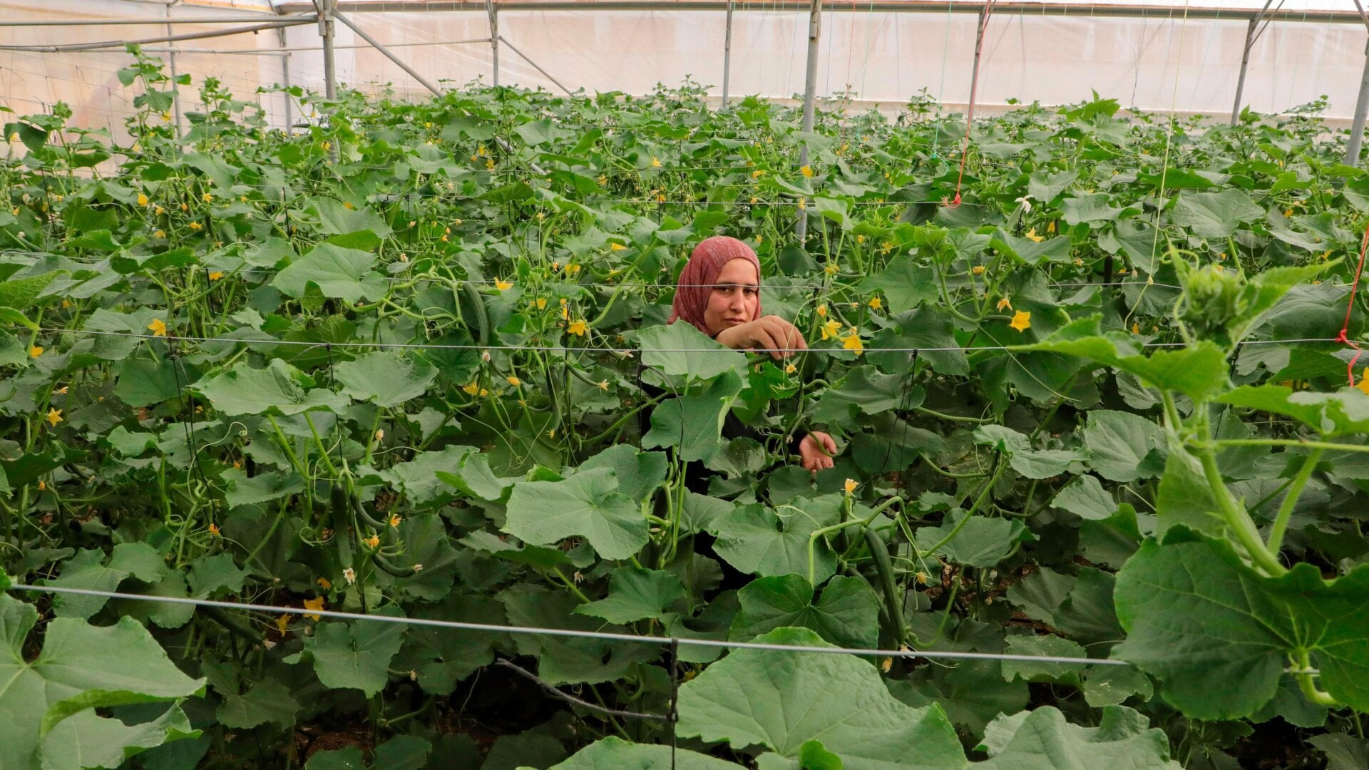 A Palestinian farmer on the West Bank in June 2020.