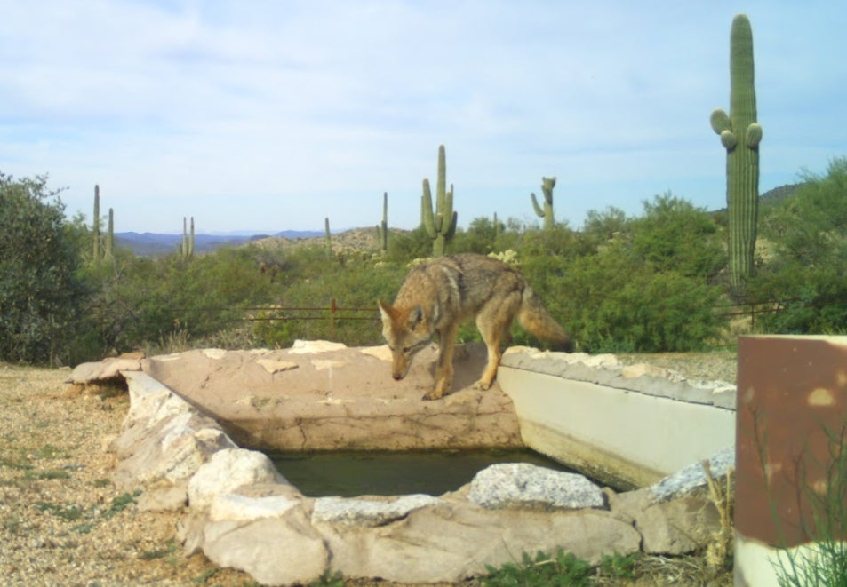 Visiting the local watering hole, literally.