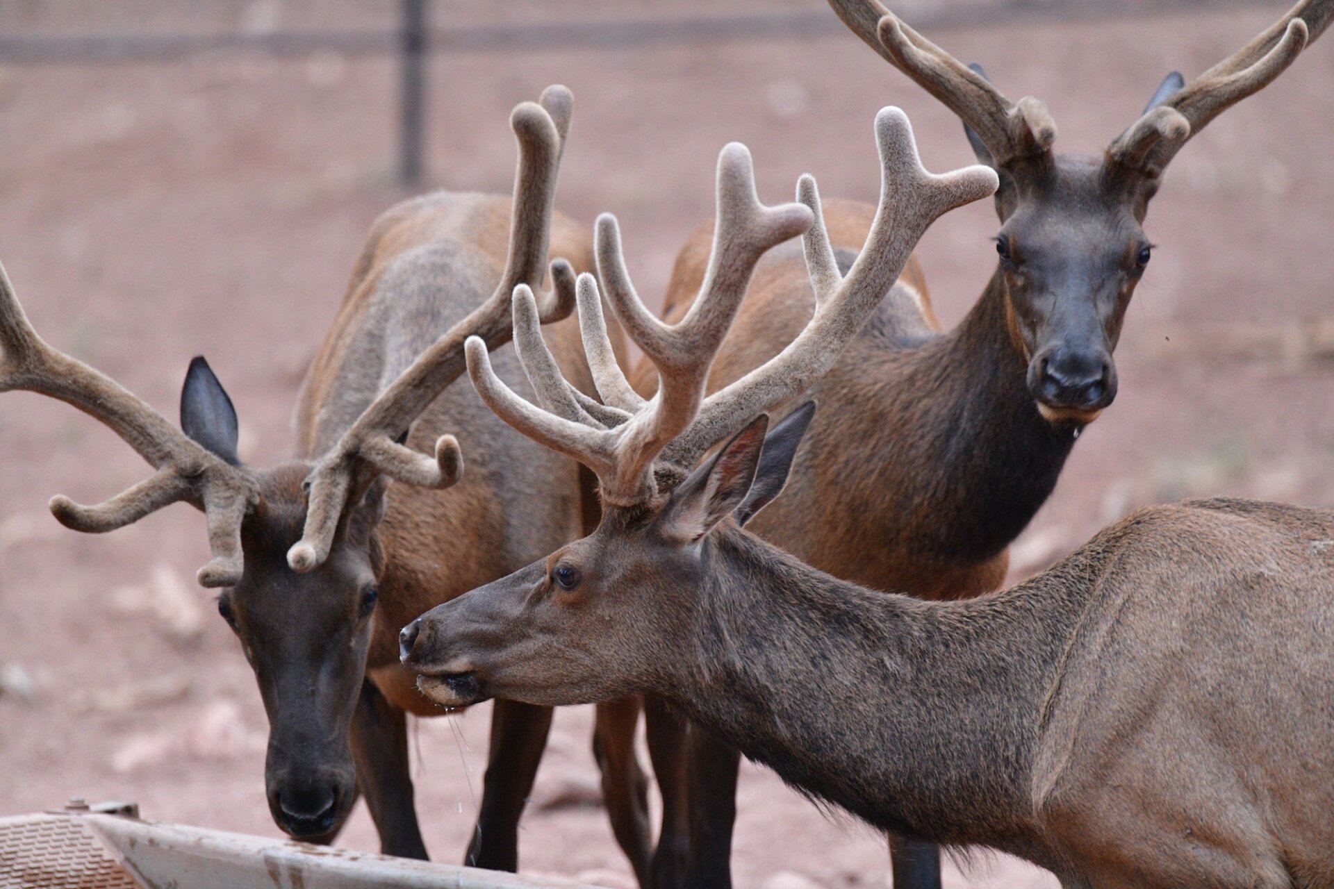 A real-life Elks Lodge.