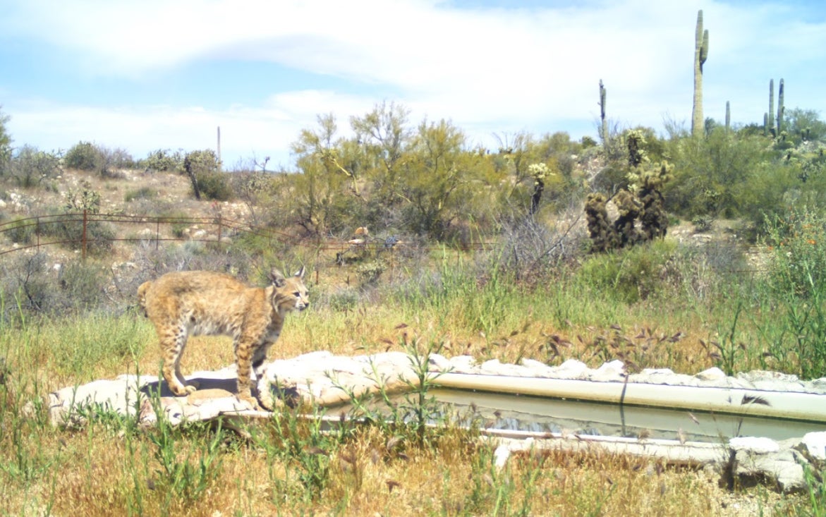 Is he prepping a dive?