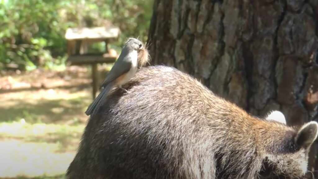 Screenshot: Richard Converse/YouTube