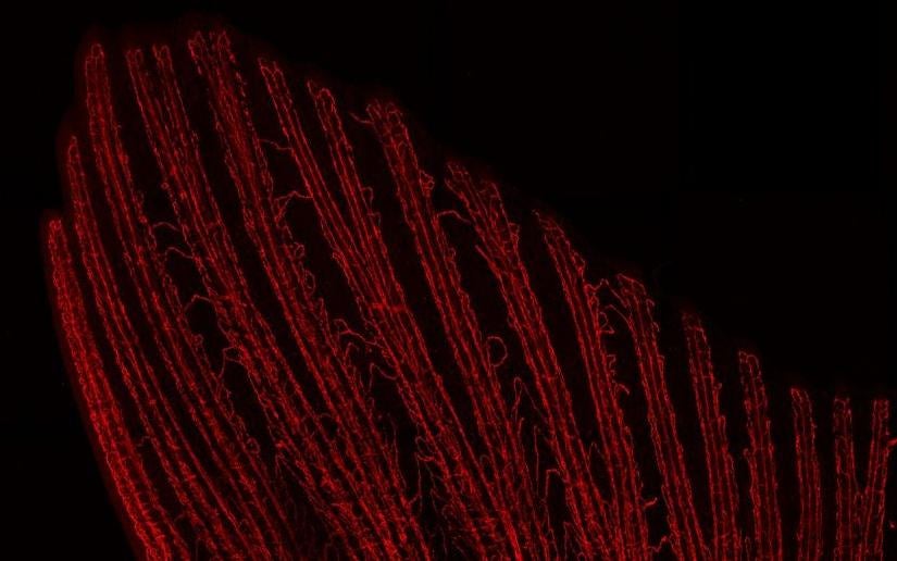 The regrown tail fin of a zebrafish, two weeks after being clipped.