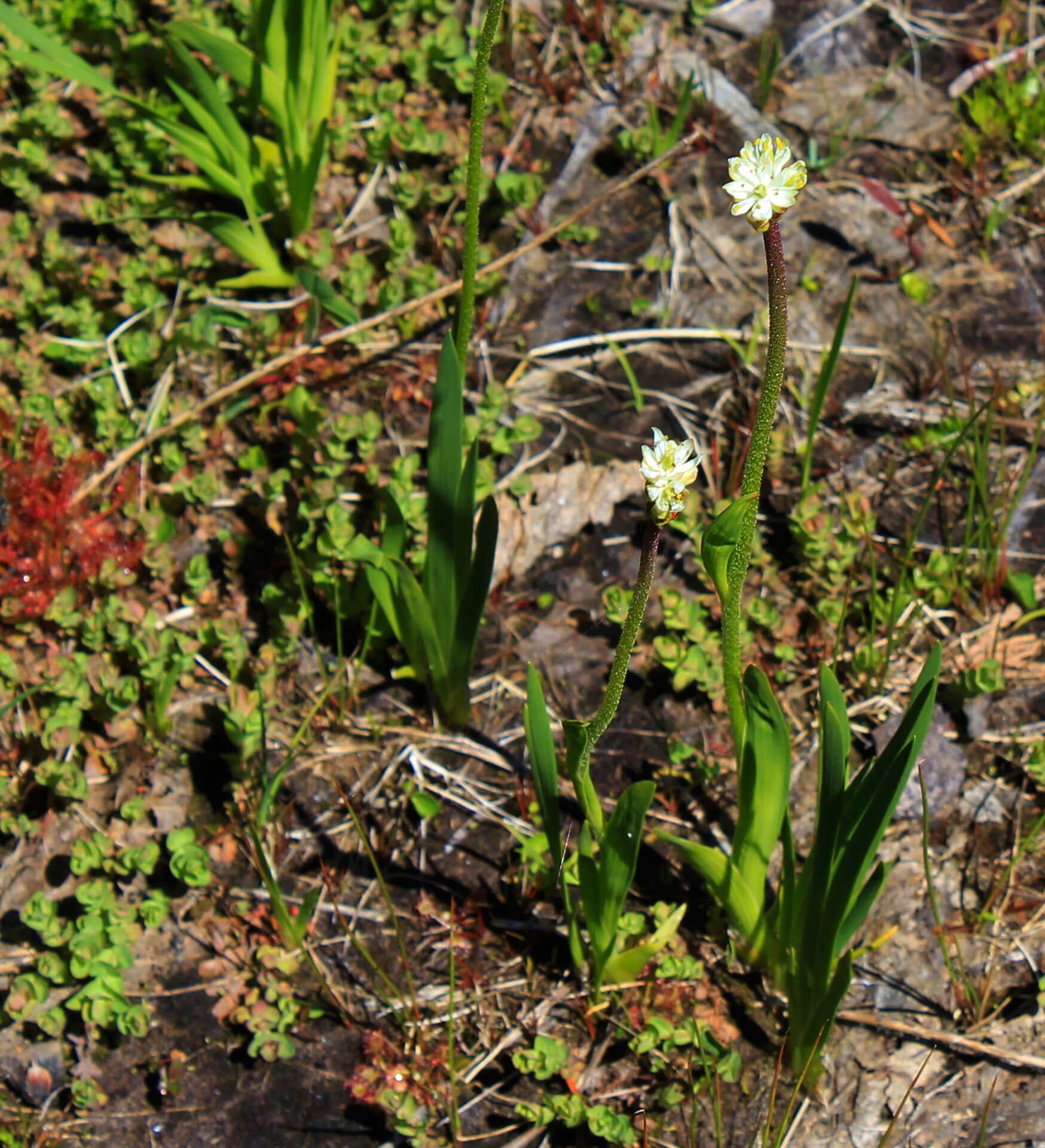 The carnivorous T. occidentalis (right) growing among other carnivorous plants (sundews) in Cypress Provincial Park, Canada.