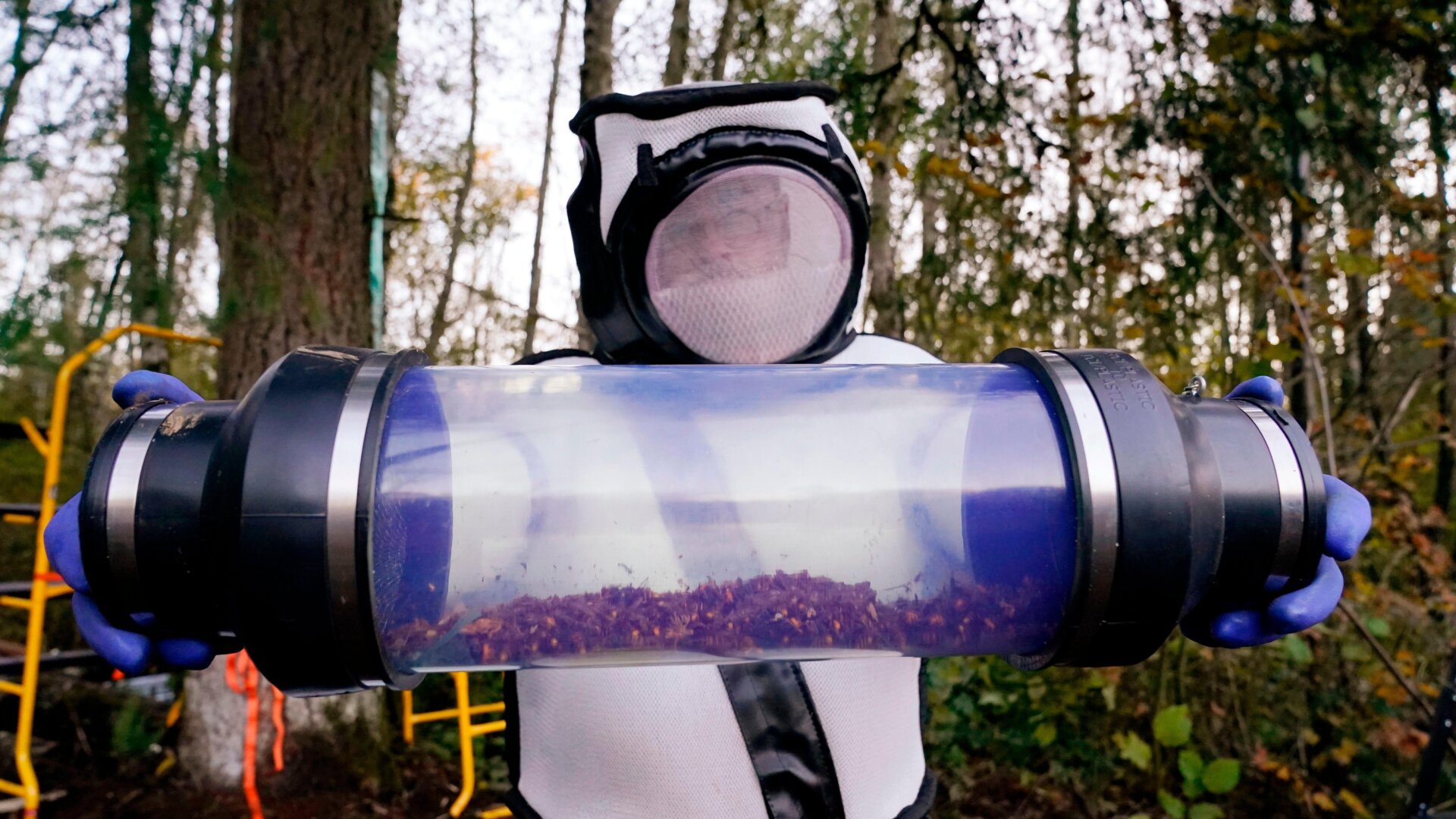 Sven Spichiger, a Washington State Department of Agriculture entomologist, displays a canister of Asian giant hornets vacuumed from a nest behind him on October 24, 2020 in Blaine, Washington.