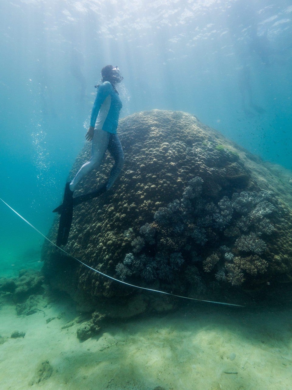 A tape measure strung around the giant coral.