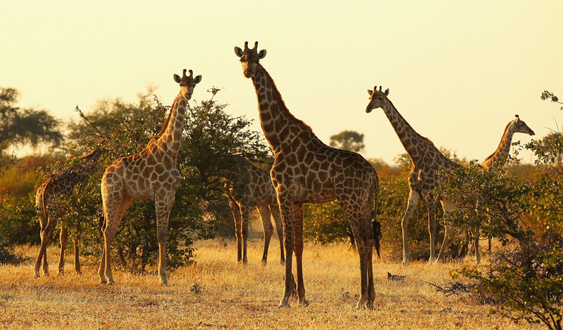 A tower of giraffes in Botswana in 2010.
