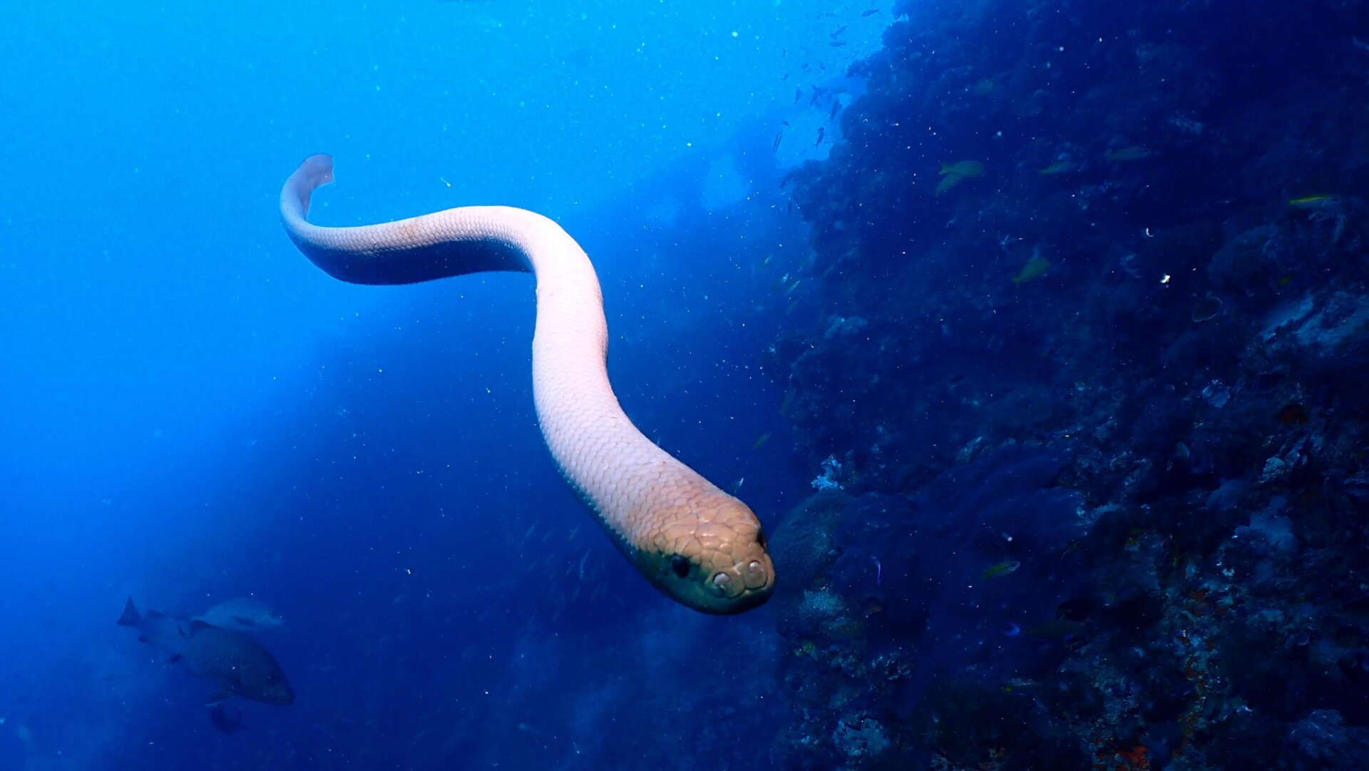 An Olive sea snake.