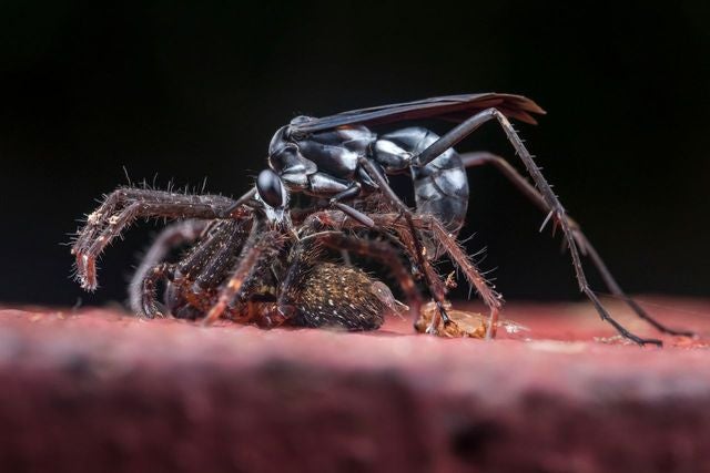 A wasp working on its prey, a spider, in Tiputini, Ecuador.