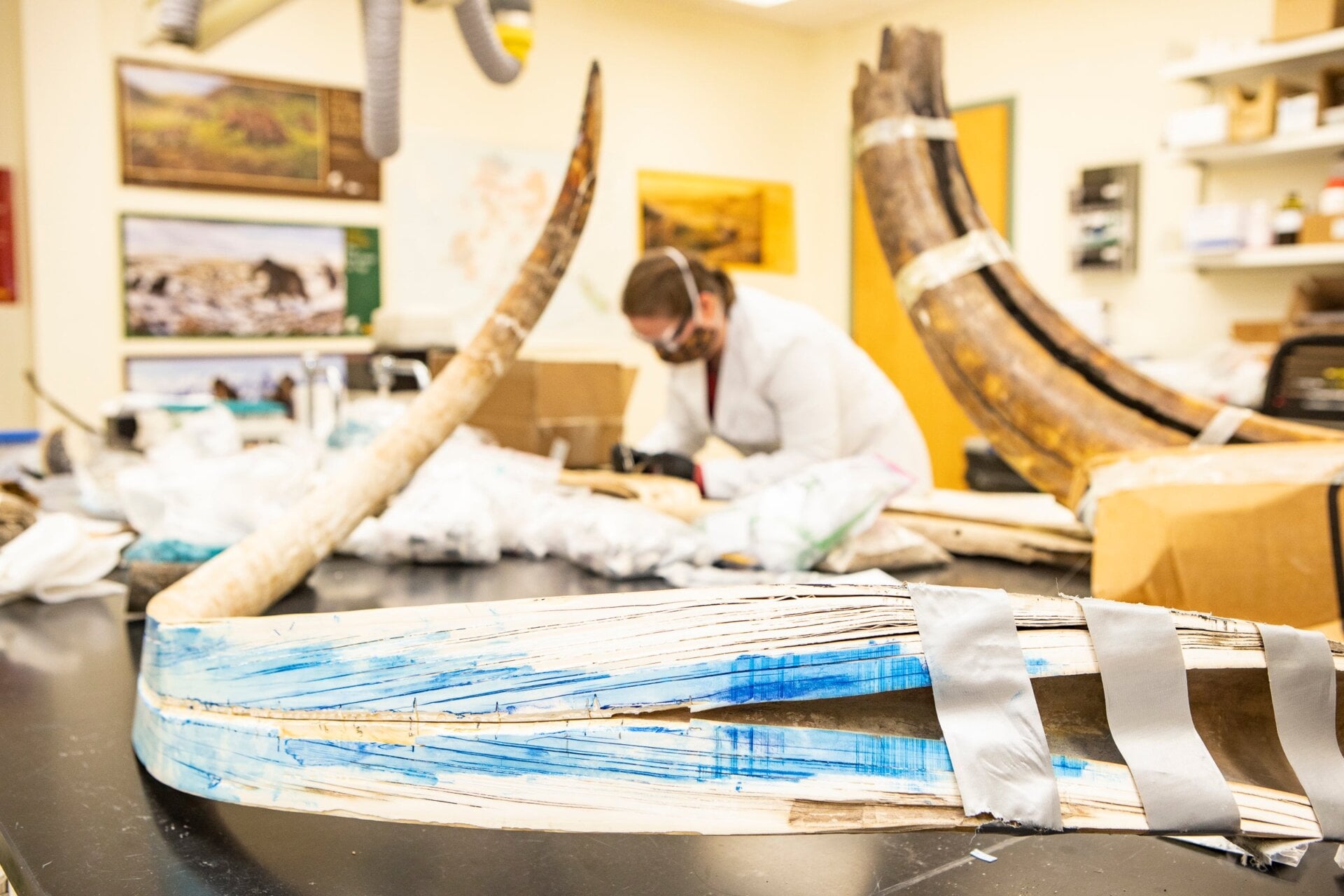 A view of the split mammoth tusk (foreground) in the Alaska Stable Isotope Facility at the University of Alaska Fairbanks. Karen Spaleta in the background prepares a piece of mammoth tusk for isotopic analyses.