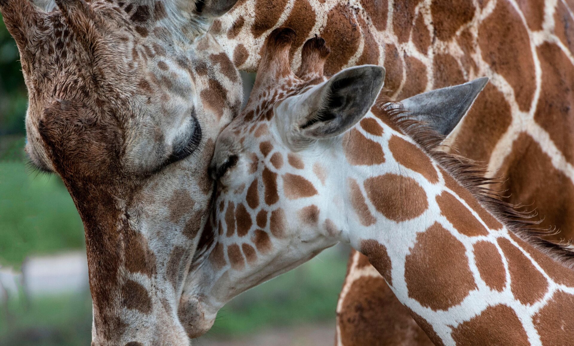 Zafira the giraffe with her mom, Ileana, at La Ponderosa Adventure Park in Guanacaste, Costa Rica.
