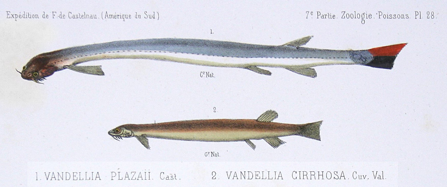Vandellia, a close cousin of the species featured in the new study