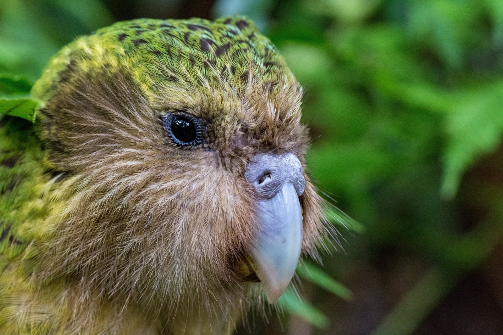 A kākāpō.
